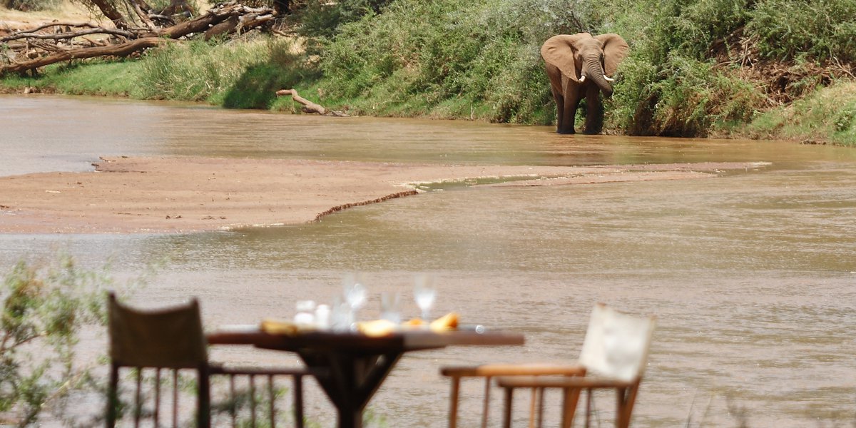 dining - elephant